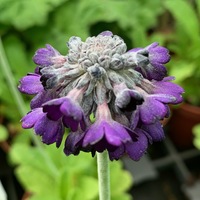 Primula capitata mooreana
